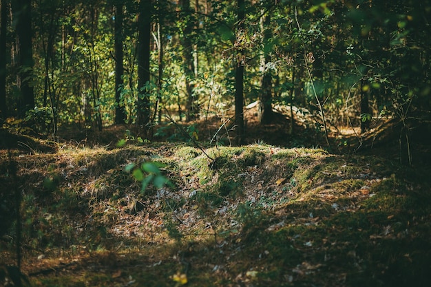 Árboles que crecen en el bosque