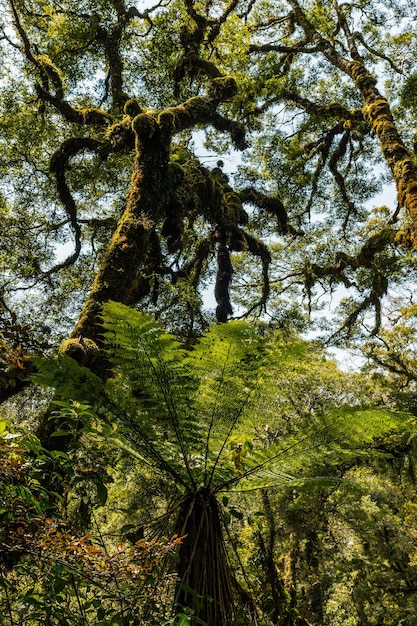 Foto Árboles que crecen en el bosque