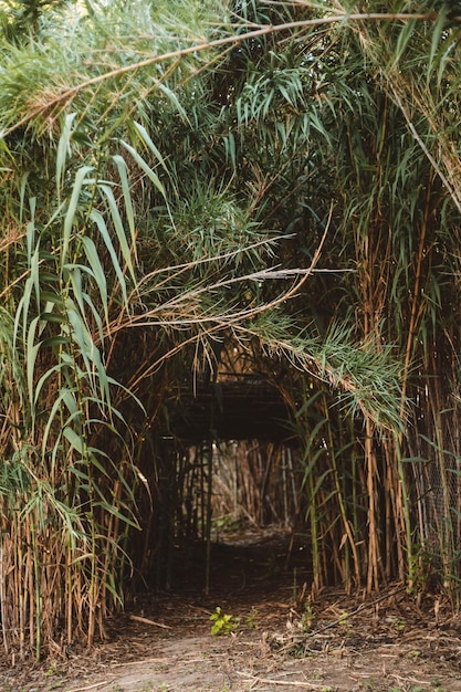 Foto Árboles que crecen en un bosque