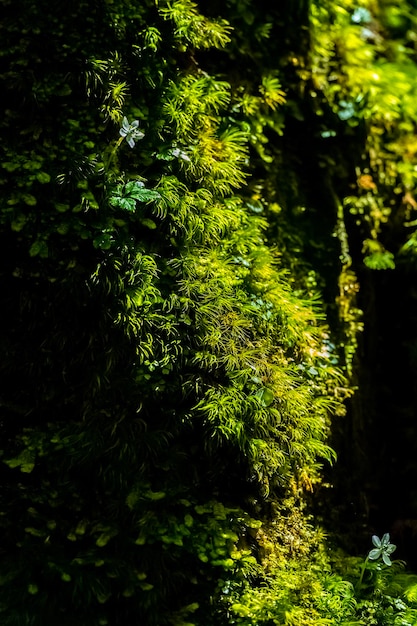 Foto Árboles que crecen en el bosque
