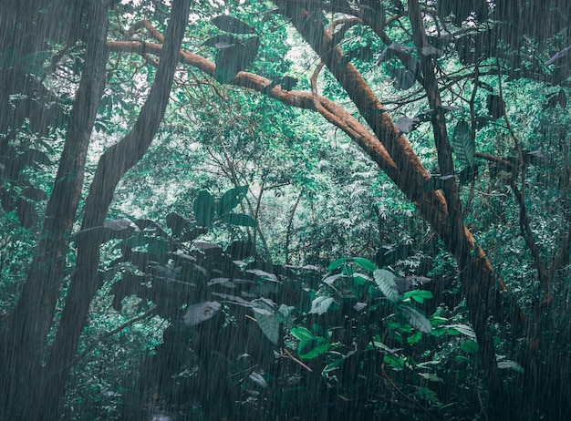 Foto Árboles que crecen en el bosque