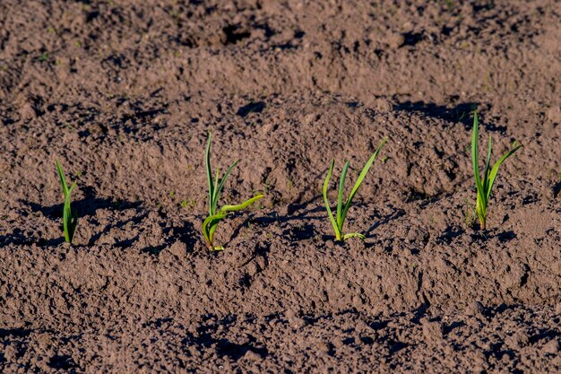 Foto Árboles que crecen en el campo agrícola