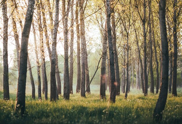 Árboles que crecen en el campo en el bosque