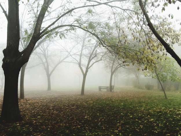 Foto Árboles que crecen en el campo en el parque durante el tiempo de niebla