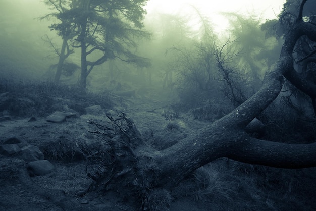 Árboles que crecen en el campo en tiempo de niebla