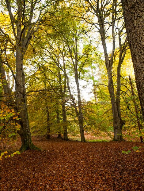 Foto Árboles que crecen en el campo