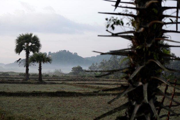 Foto Árboles que crecen en el campo