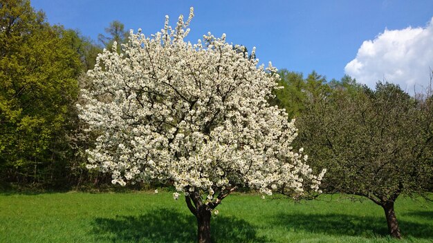 Árboles que crecen en el campo