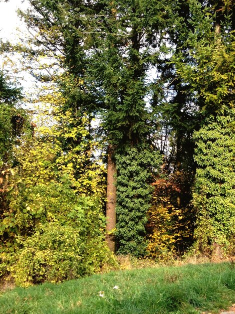 Foto Árboles que crecen en el campo