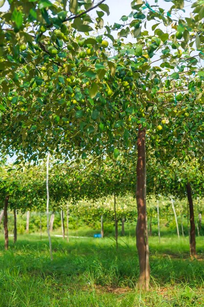 Foto Árboles que crecen en el campo