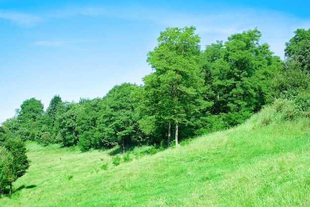 Foto Árboles que crecen en las laderas del monte