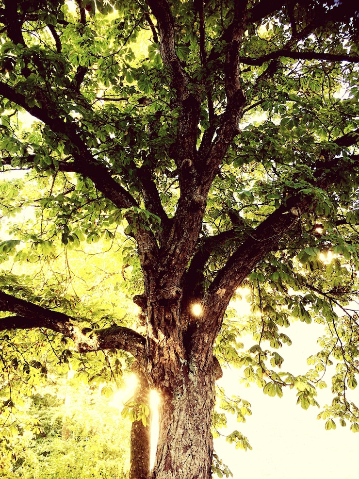Foto árboles que crecen a la luz del sol