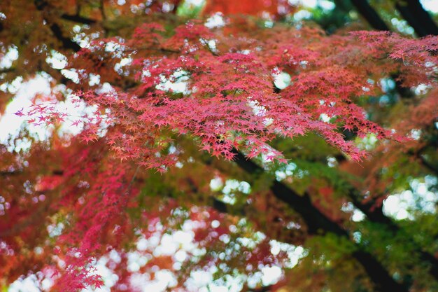 Foto Árboles que crecen durante el otoño