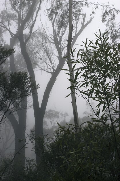 Foto Árboles que crecen en el paisaje