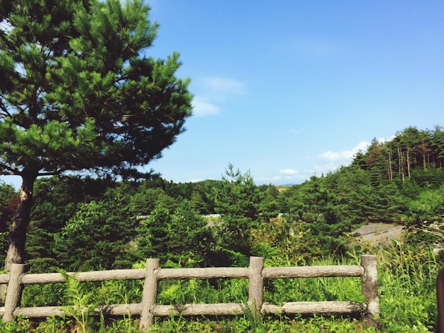 Foto Árboles que crecen en el paisaje