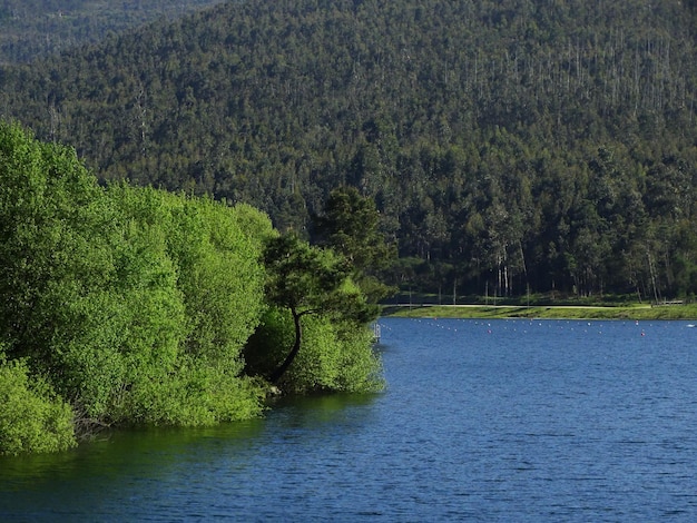 Árboles que crecen en el paisaje
