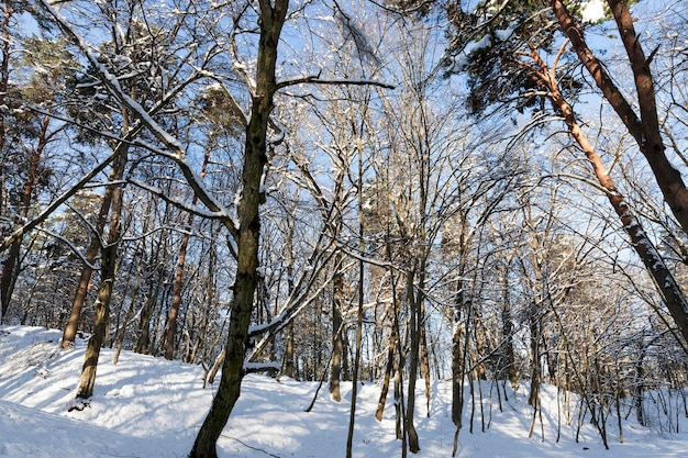 árboles que crecen en el parque cubiertos de nieve y hielo, temporada de invierno en el parque o en el bosque después de la nevada, árboles en la nieve blanca