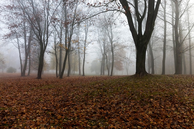 Los árboles que crecen en el parque en otoño en una pequeña niebla