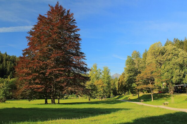 Foto Árboles que crecen en el parque durante el otoño