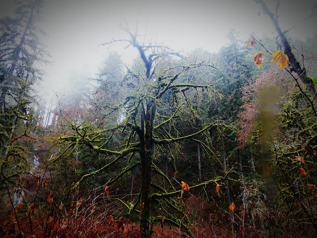 Foto Árboles que crecen en el parque