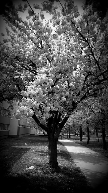 Árboles que crecen en un parque