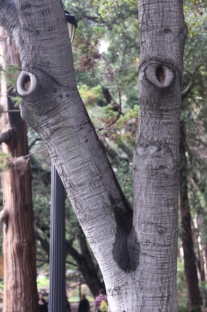 Foto Árboles que crecen en el parque