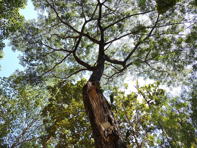 Árboles que toleran ambientes crueles.