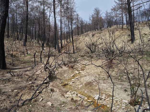 árboles quemados en el bosque