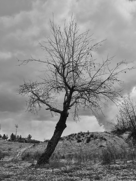 árboles quemados en el bosque