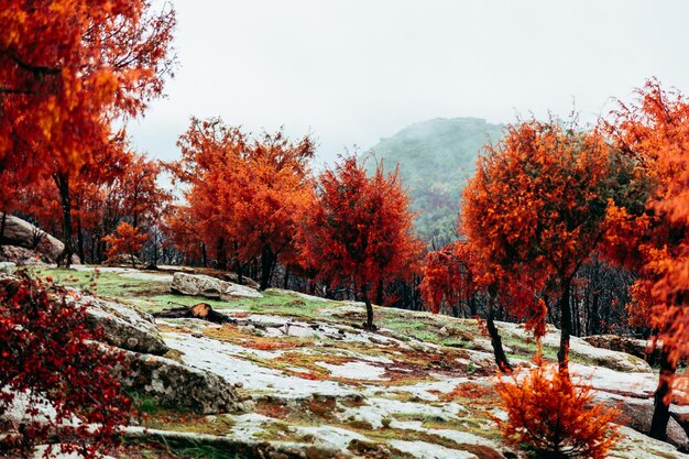 Árboles quemados después de un incendio forestal en Cenicientos Madrid, España