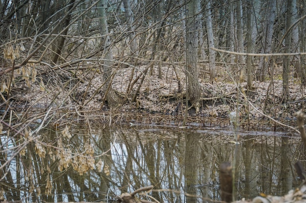 Árboles reflejados en charco