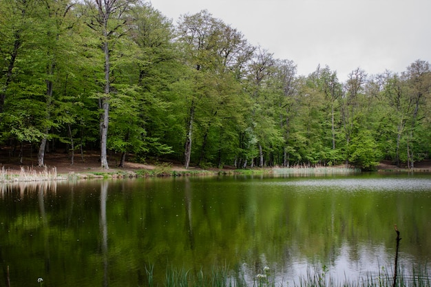 Los árboles se reflejan en el lago del bosque.