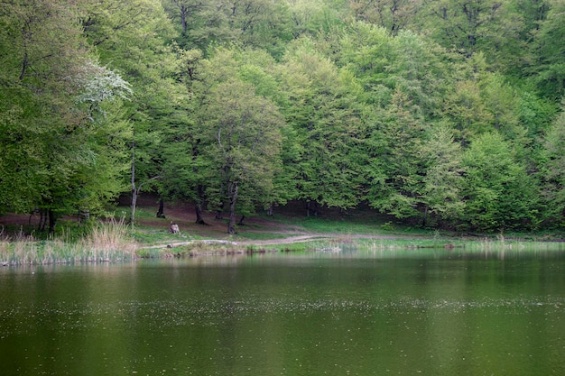 Los árboles se reflejan en el lago del bosque.