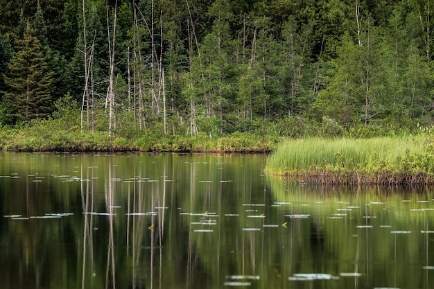 Los árboles se reflejan en el lago tranquilo en el bosque