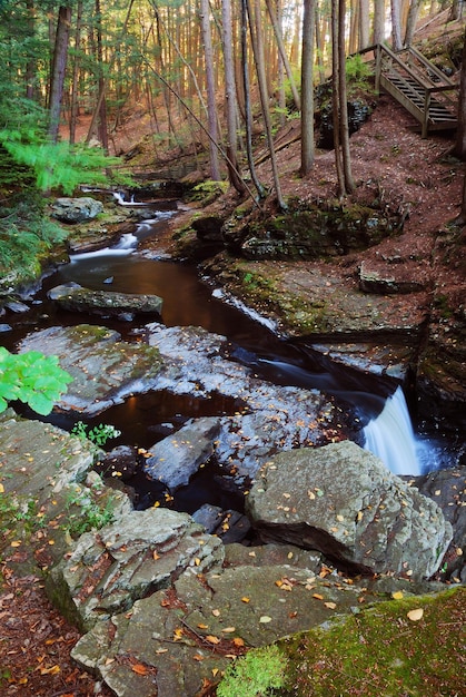 arboles de riachuelo