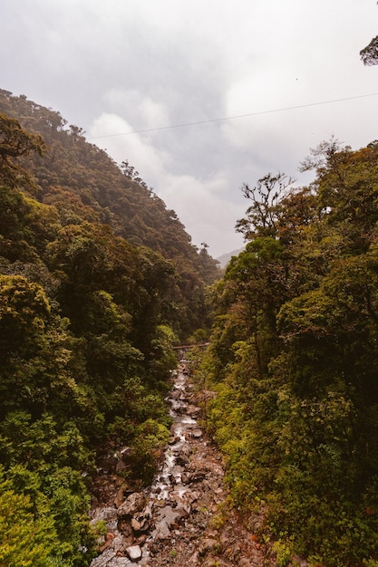 Foto entre los árboles del río