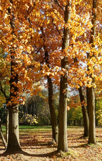 Foto Árboles de roble con hojas rojas en otoño parque de la ciudad.