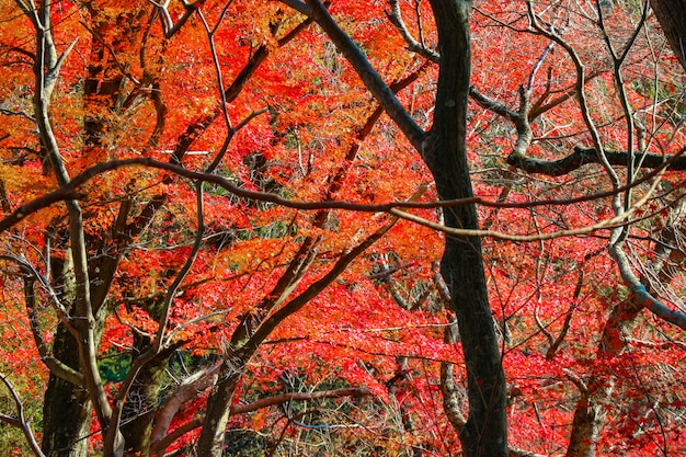 Los árboles rojos de las hojas de arce con luz del sol en otoño sazonan.