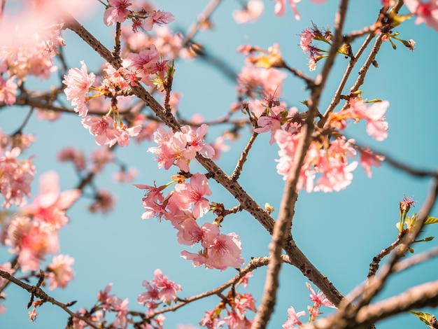 árboles de sakura flor de cerezo rosa