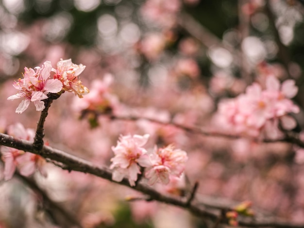 árboles de sakura flor de cerezo rosa