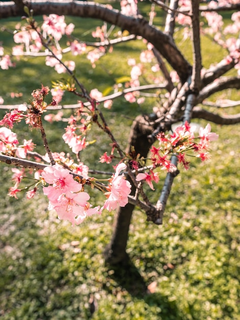 árboles de sakura flor de cerezo rosa