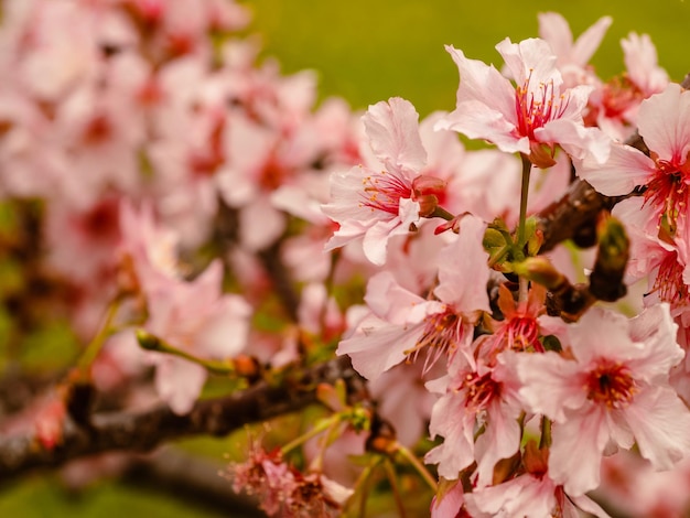 árboles de sakura flor de cerezo rosa