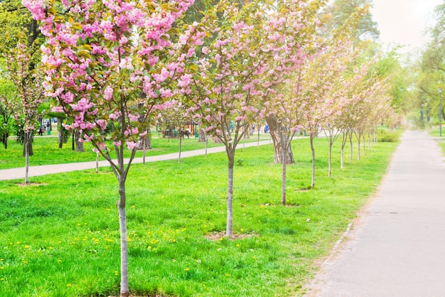 Árboles de sakura en flor en el parque