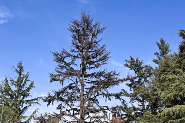 árboles secos con fondo de cielo azul