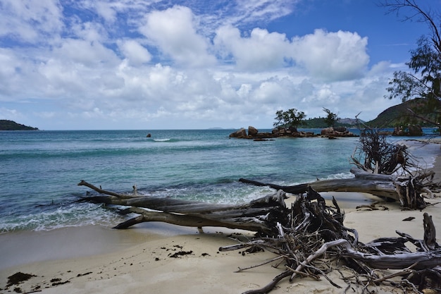 Foto Árboles secos en la playa de arena blanca en las islas seychelles, áfrica.