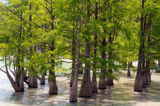 árboles de secoya se paran en el agua con coronas verdes en un día de verano