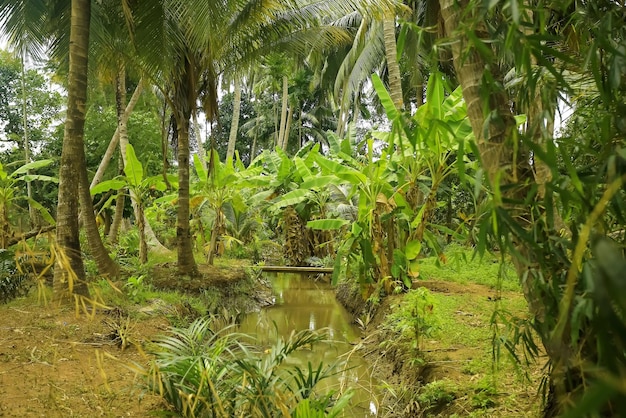 Árboles en la selva de Asia