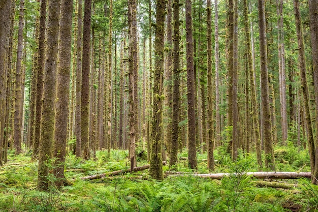 Foto Árboles en la selva de hoh, el parque nacional olympic, washington