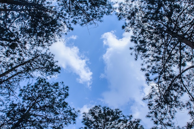 árboles silueta alrededor del borde con cielo azul