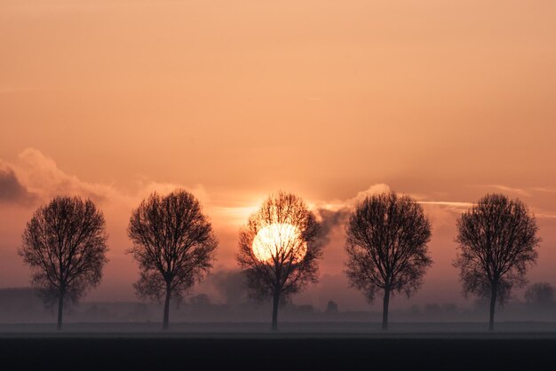 Árboles de silueta contra el cielo durante la puesta de sol